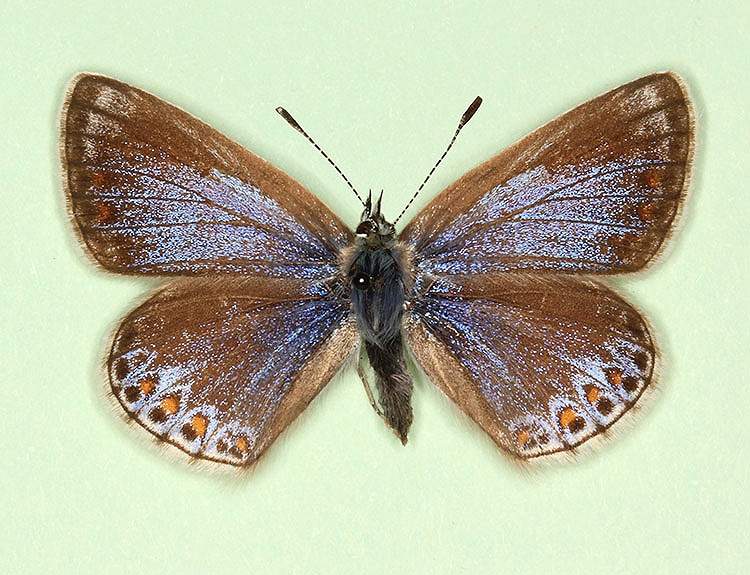 Polyommatus icarus female (aberrant form thestylis) (Internet Image property of respective owner, non-commercial use only)